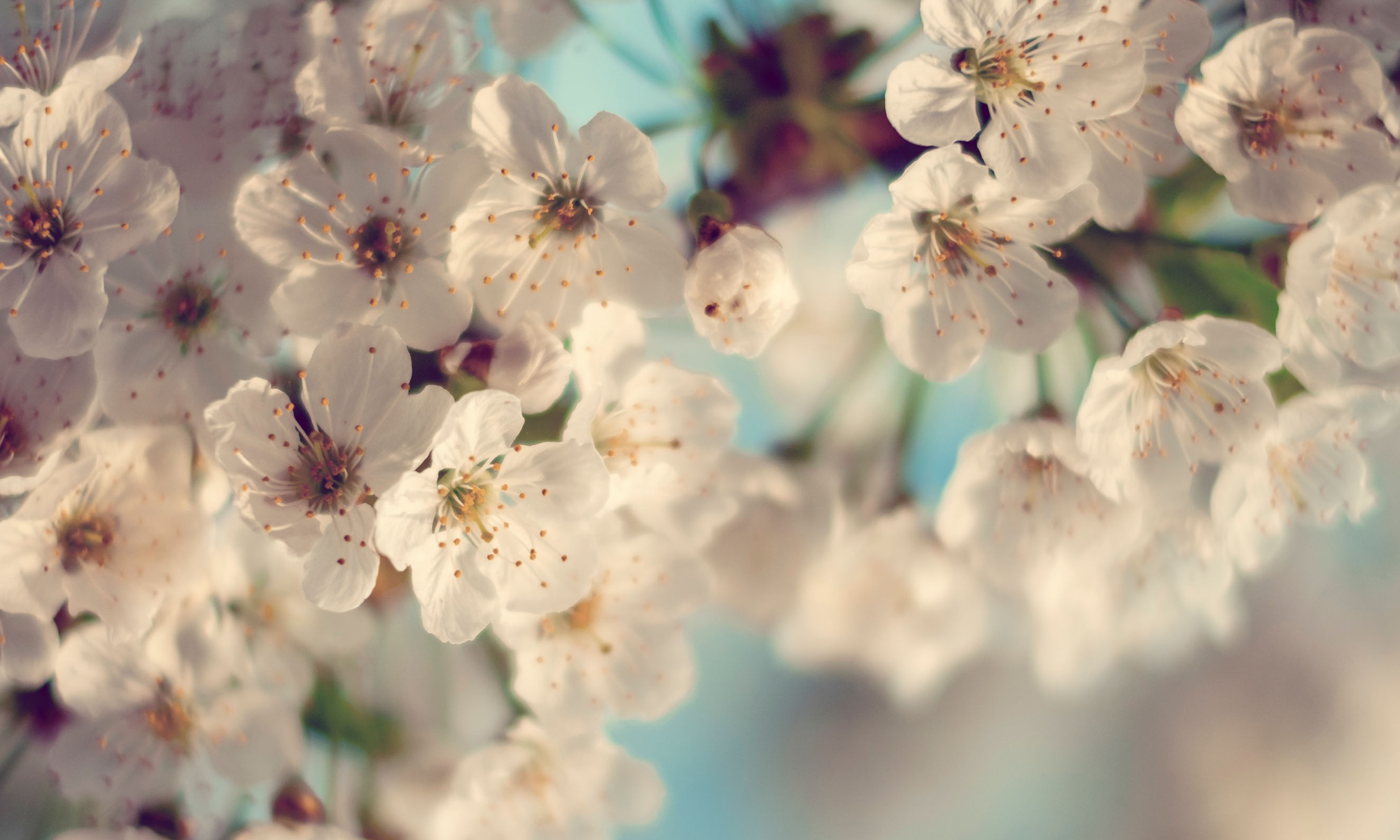 Flower Essences and Emotional Wellbeing